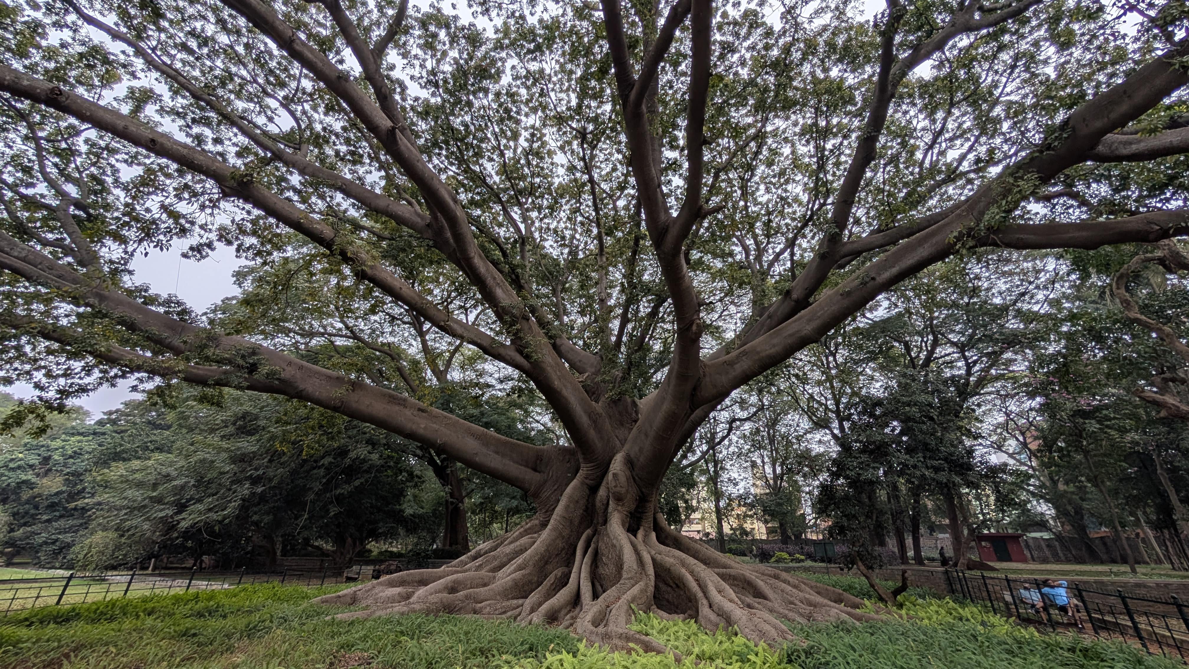 200 Year Old Tree