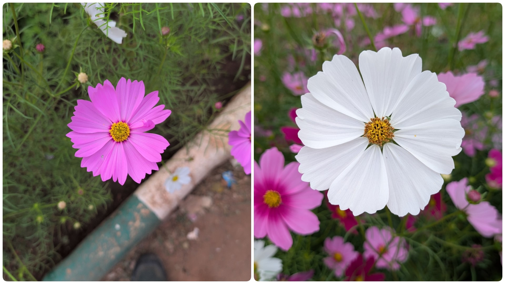 Garden Cosmos