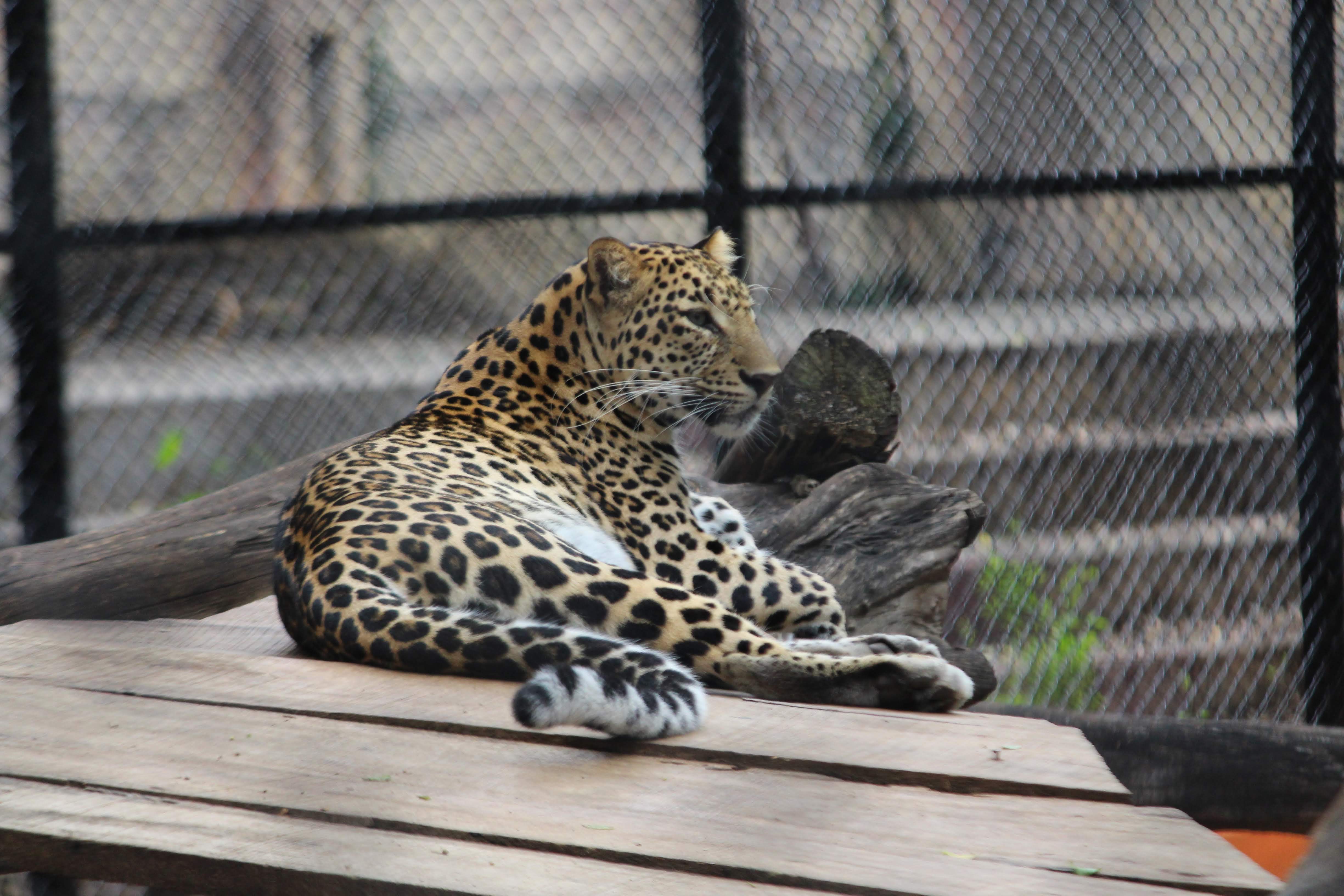 Leopard in Cage