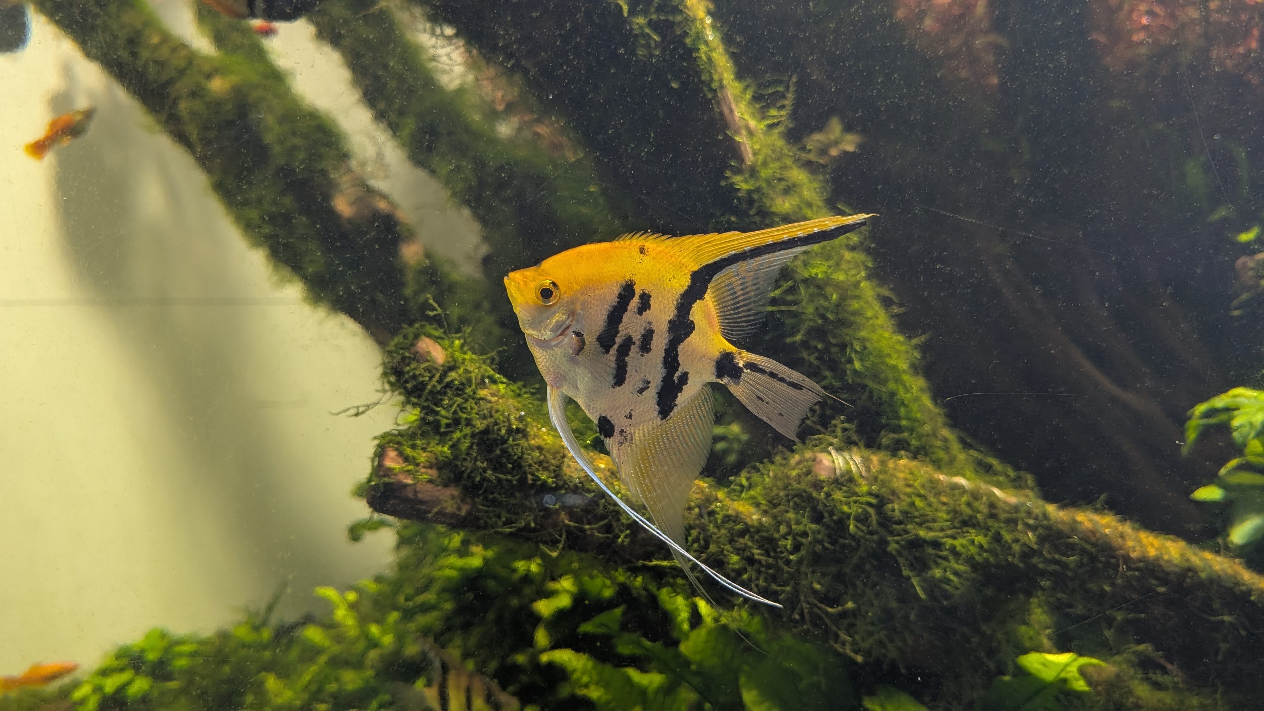 Yellow Fish